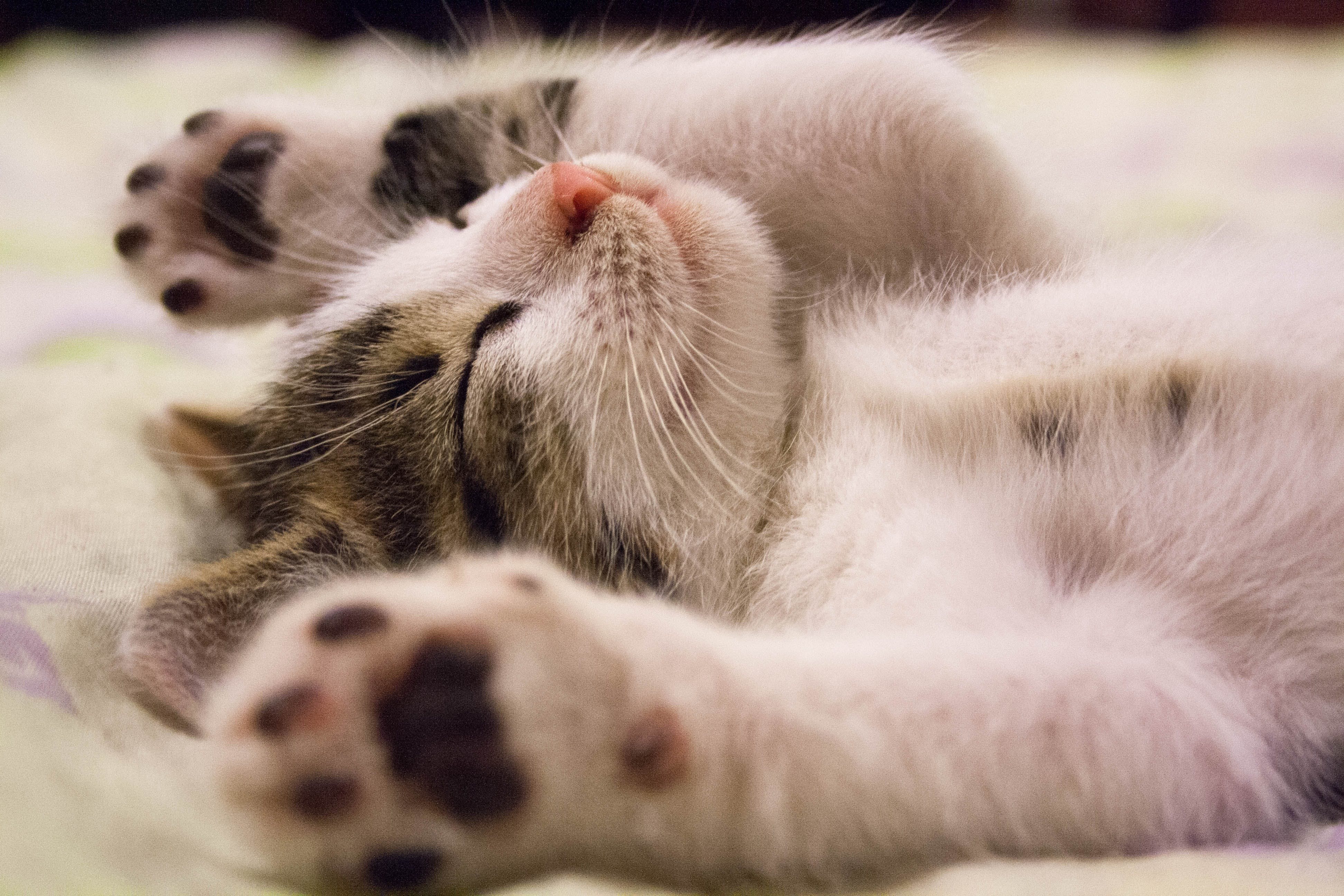 Ръководство за щастлив живот на FIV-позитивни котки: Сърцераздирателна история на Чарли