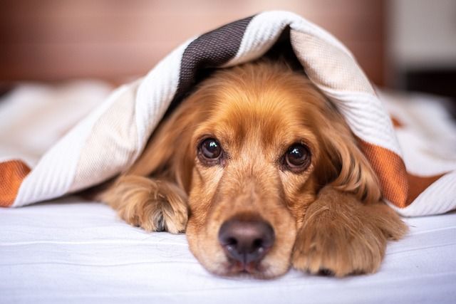 Пазители на имунитета: Нивата на IgE при кучетата като ключов индикатор за цялостното здраве
